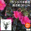 【6本セット】カンツバキ　赤花　高さ約30cm　常緑低木　大きくならないサザンカ　寒椿　人気の　植木　庭木　ガーデニング 植木組合より産地直送　植木生産組合直営