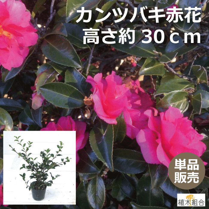 【単品販売】カンツバキ　赤花　高さ約30cm　常緑低木　大きくならないサザンカ　寒椿　人気の　植木　庭木　ガーデ…