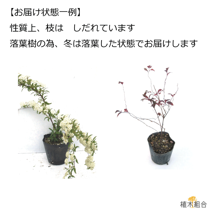 【単品販売】コデマリ　高さ約40cm　一重咲き　落葉低木　添え木　花壇　玄関前　ナチュラル　おしゃれな庭に　人気の　植木　庭木　ガーデニング 植木組合より産地直送　植木生産組合直営