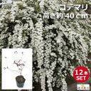 【12本セット】コデマリ 高さ約40cm 一重咲き 落葉低木 添え木 花壇 玄関前 ナチュラル おしゃれな庭に 人気の 植木 庭木 ガーデニング 植木組合より産...
