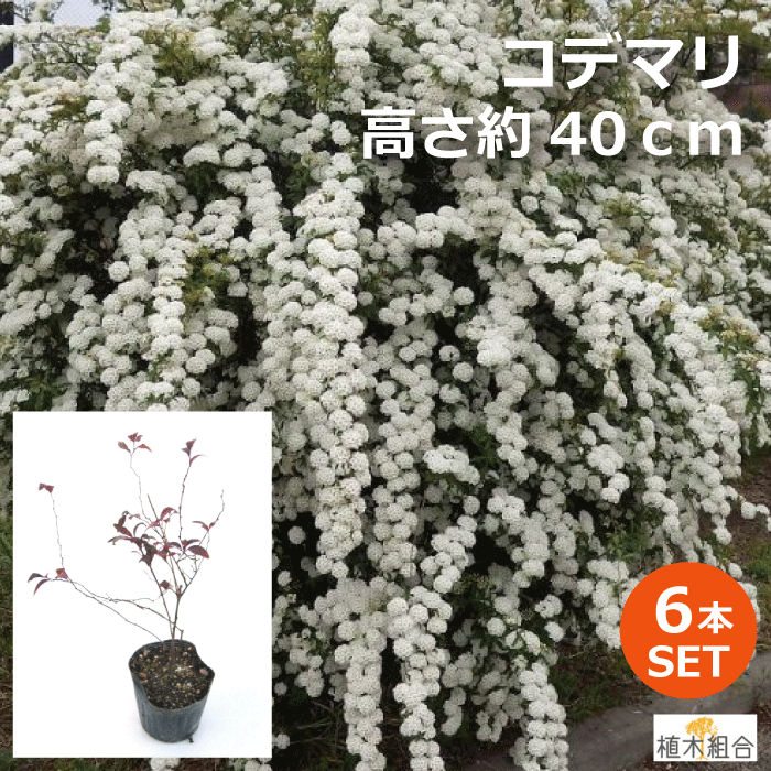 【6本セット】コデマリ　高さ約40cm　一重咲き　落葉低木　添え木　花壇　玄関前　ナチュラル　おしゃれな庭に　人気…