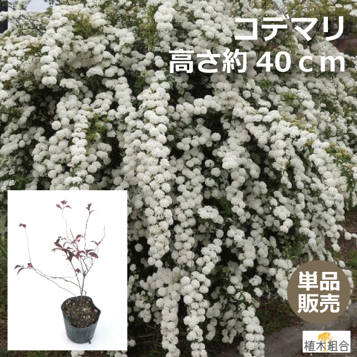 【単品販売】コデマリ　高さ約40cm　一重咲き　落葉低木　添え木　花壇　玄関前　ナチュラル　おしゃれな庭に　人気…