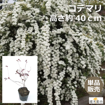 【単品販売】コデマリ　高さ約40cm　一重咲き　落葉低木　添え木　花壇　玄関前　ナチュラル　おしゃれな庭に　人気の　植木　庭木　ガーデニング 植木組合より産地直送　植木生産組合直営