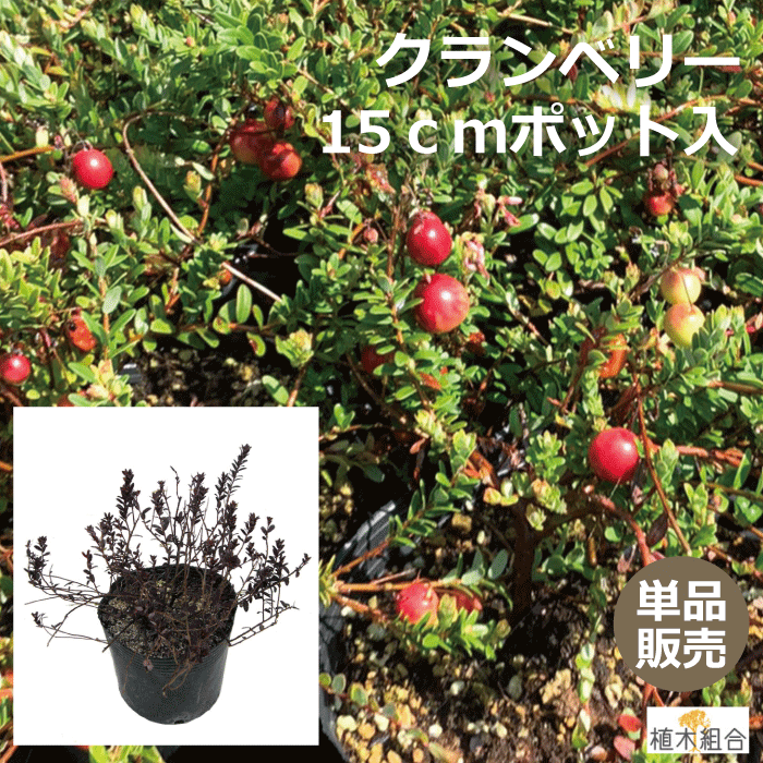 【単品販売】クランベリー　15cmポット入り　ツルコケモモ　おしゃれな庭に　人気の　植木　庭木　ガーデニング 植木…