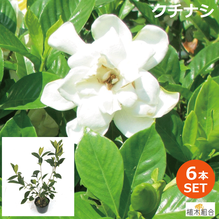 【6本セット】クチナシ　八重咲き　高さ約40〜50cm（梔子、ガーデニア）　香りの花木　ホワイトガーデン　ナチュラル　おしゃれな庭に　人気の　植木　庭木　ガーデニング 植木組合より産地直送　植木生産組合直営　常緑低木のサムネイル