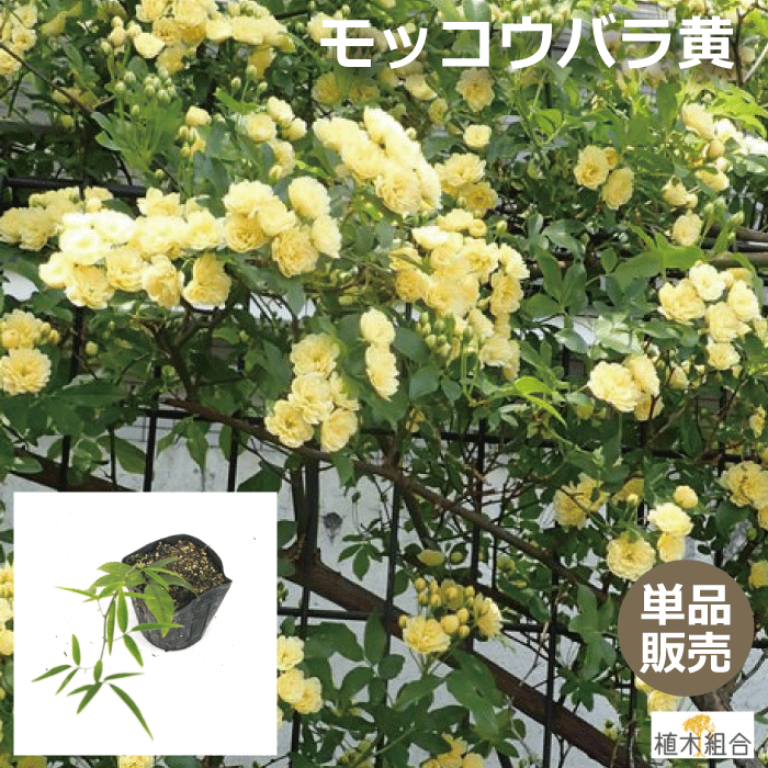 【単品販売】モッコウバラ　黄花　苗　長さ20cm位　10.5cmポット入り　ナチュラルガーデン　人気の　植木　庭木　ガーデンプランツ　ガーデニング 植木組合より産地直送　植木生産組合直営　黄色　もっこうばらのサムネイル