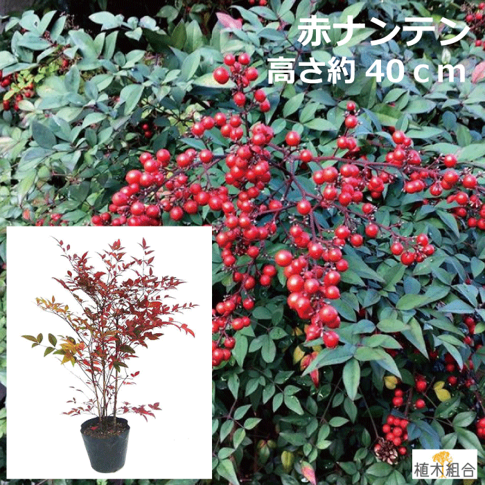 赤い実のなる木14選 庭木や街路樹など季節別に気になる植物をご紹介 暮らし の