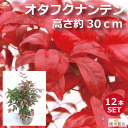 【12本セット】オタフクナンテン 根巻苗 高さ約30cm 常緑低木 縁起木 お多福南天 五色南天 細い花壇 添え木 アプローチ 玄関前 人気の 植木 庭木 ガ...