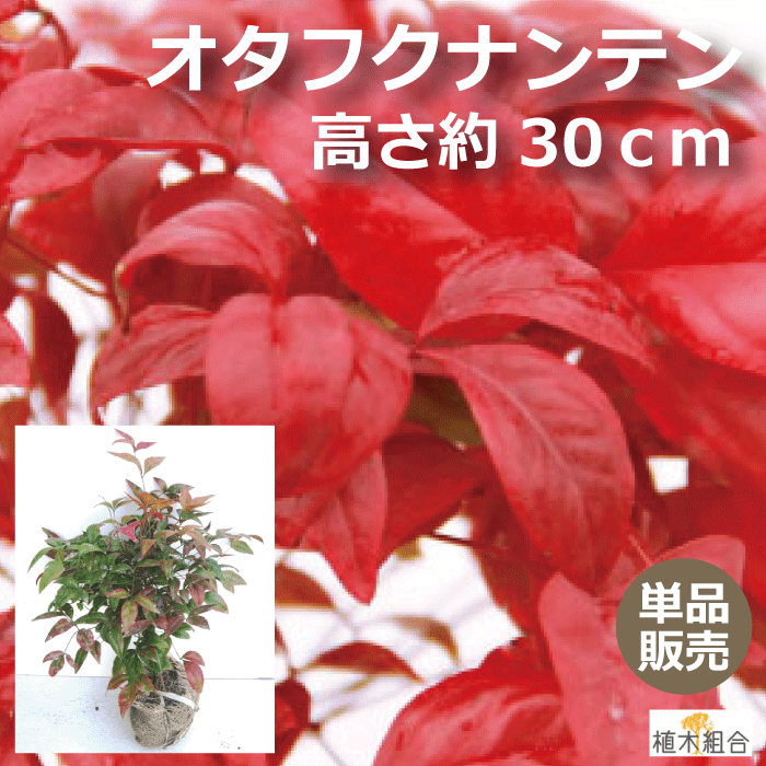 【単品販売】オタフクナンテン　根巻苗　高さ約30cm　 常緑低木　縁起木　お多福南天　五色南天　細い花壇　添え木　アプローチ　玄関前　人気の　植木　庭木　ガーデニング 植木組合より産地直送　植木生産組合直営のサムネイル