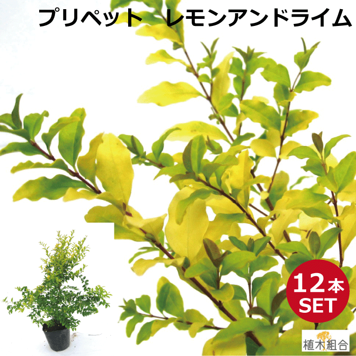 【48本セット】プリペット　レモンアンドライム　高さ約30cm　常緑　半常緑　低木　人気の　植木　庭木　ガーデンプランツ　ガーデニング 植木組合より産地直送　植木生産組合直営 1