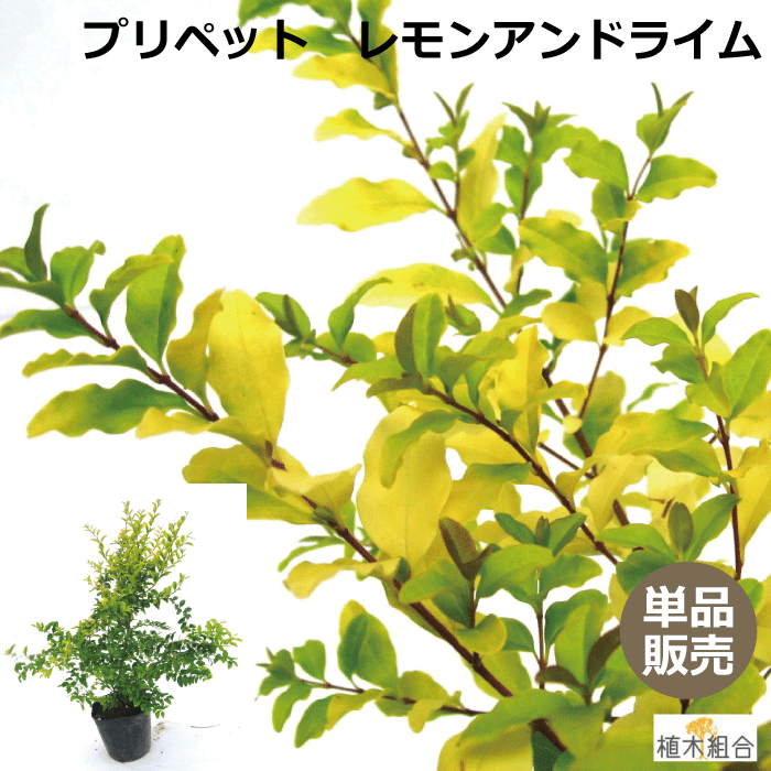 【単品販売】プリペット　レモンアンドライム　高さ約30cm　常緑　半常緑　低木　人気の　植木　庭木　ガーデンプランツ　ガーデニング 植木組合より産地直送　植木生産組合直営のサムネイル
