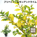 【単品販売】プリペット　レモンアンドライム　高さ約30cm　常緑　半常緑　低木　人気の　植木　庭木　ガーデンプランツ　ガーデニング 植木組合より産地直送　植木生産組合直営