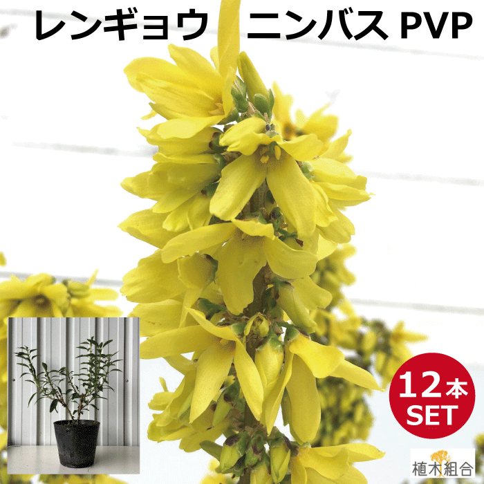 【12本セット】レンギョウ "ニンバス"(PVP)　苗木　高さ約20～30cm　15cmポット入り　4月上旬には豪華な黄色の花が咲く 落葉低木　雑木..