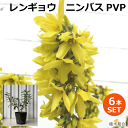 レンギョウ "ニンバス"(PVP)　苗木　高さ約20～30cm　15cmポット入り　4月上旬には豪華な黄色の花が咲く 落葉低木　雑木　おしゃれな庭に　人気の　植木　庭木　ガーデンプランツ　ガーデニング 植木組合より産地直送　植木生産組合直営