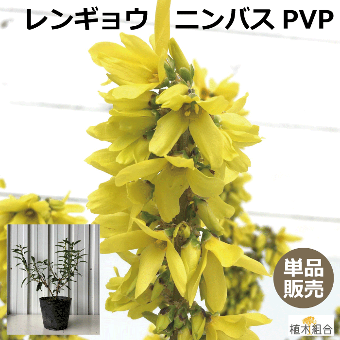 【単品販売】レンギョウ "ニンバス"(PVP)　苗木　高さ約20～30cm　15cmポット入り　4月上旬には豪華な黄色の花が咲く 落葉低木　雑木　おしゃれな庭に　人気の　植木　庭木　ガーデンプランツ　ガーデニング 植木組合より産地直送　植木生産組合直営のサムネイル