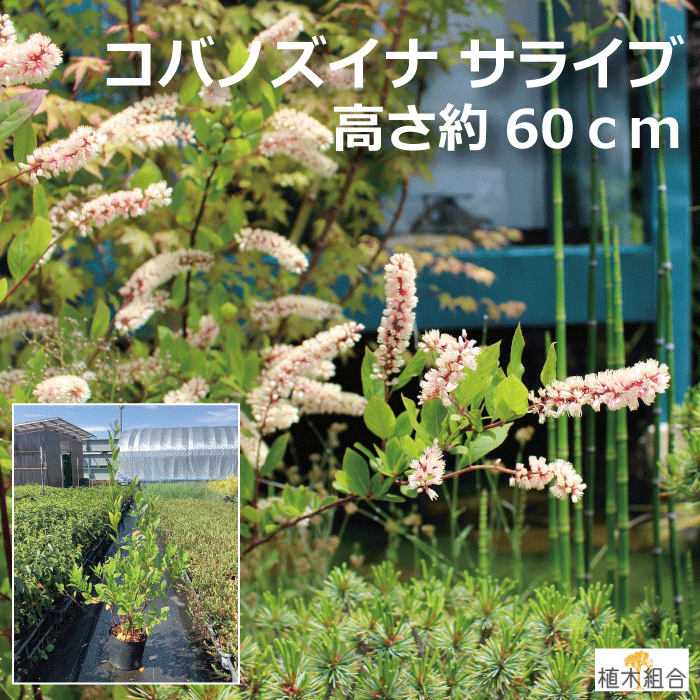 コバノズイナ サライブ　高さ約80cm　15cmポット入り（紅葉も楽しめる木）落葉低木　雑木　ナチュラル　おしゃれな庭に　人気の　植木　庭木　ガーデンプランツ　ガーデニング 植木組合より産地直送　植木生産組合直営のサムネイル