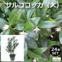 サルココッカ　（大）　15cmポット入り　高さ約30cm　　常緑低木　日陰向き　手間いらず　おしゃれな庭に　人気の　植木　庭木　ガーデニング 植木組合より産地直送　植木生産組合直営