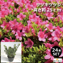 サツキ　ツツジ　赤花　高さ約25cm　15cmポット入り　植木　庭木　ガーデンプランツ　ガーデニング 植木組合より産地直送　植木生産組合直営　さつきつつじ　皐月