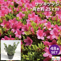 【48本セット】サツキ　ツツジ　赤花　高さ約25cm　15cmポット入り　植木　庭木　ガーデンプランツ　ガーデニング 植木組合より産地直送　植木生産組合直営　さつきつつじ　皐月