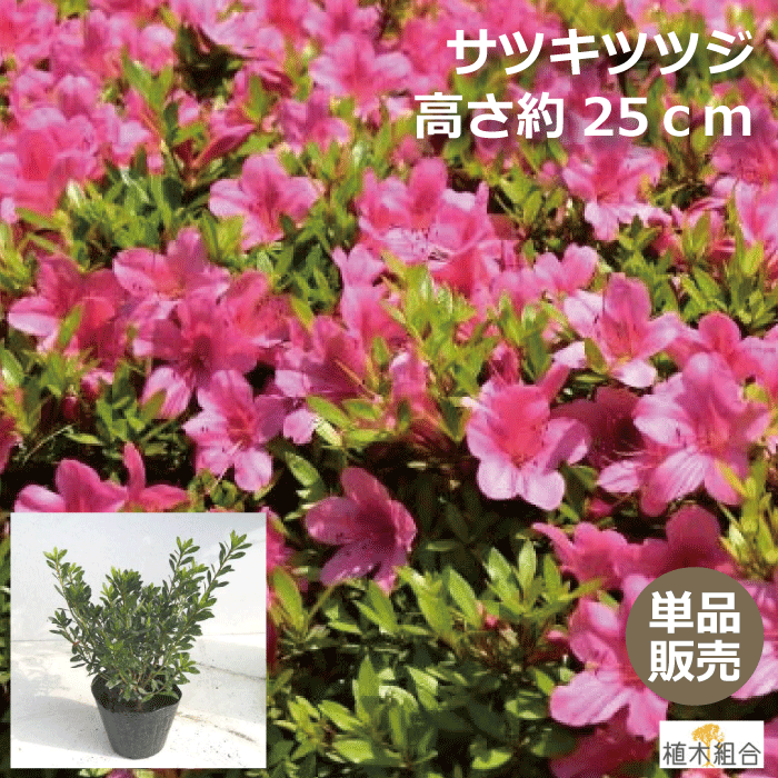 【単品販売】サツキ　ツツジ　赤花　高さ約25cm　15cmポット入り　植木　庭木　ガーデンプランツ　ガーデニング 植木…