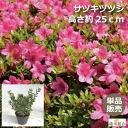 サツキ　ツツジ　赤花　高さ約25cm　15cmポット入り　植木　庭木　ガーデンプランツ　ガーデニング 植木組合より産地直送　植木生産組合直営　さつきつつじ　皐月