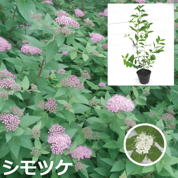 楽天市場】目隠し 庭 おしゃれ(種類(植物)ツツジ)(花 楽天市場】目隠し 庭 おしゃれ(種類(植物)ツツジ)(花