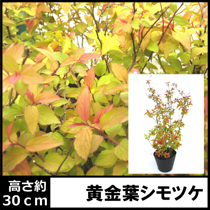 シモツケ　黄金葉　ゴールドフレーム　高さ約30cm　15cmポット入り　ナチュラルガーデンに　人気の　植木　庭木　ガーデンプランツ　ガーデニング 植木組合より産地直送　植木生産組合直営　落葉低木のサムネイル