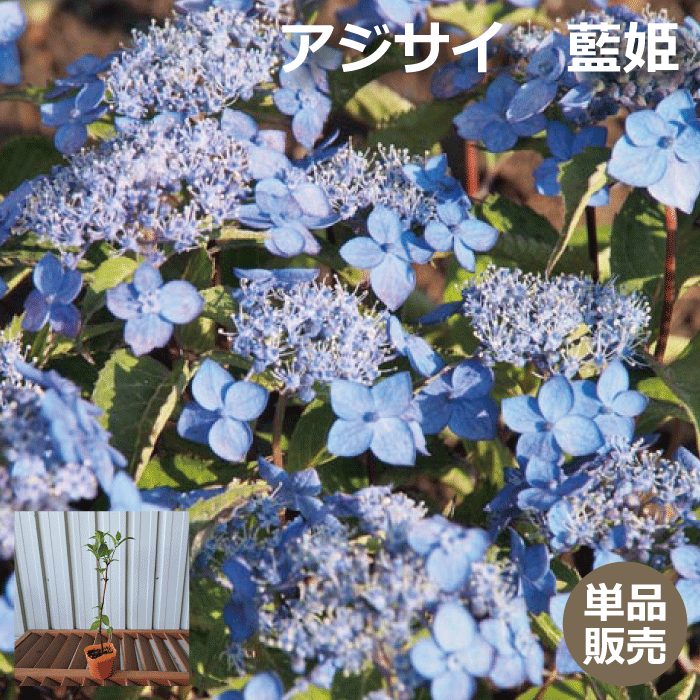 アジサイ　藍姫（紫陽花 アイヒメ）　苗木　高さ約20cm　9cmポット入　苗木　人気の　植木　庭木　ガーデンプランツ…