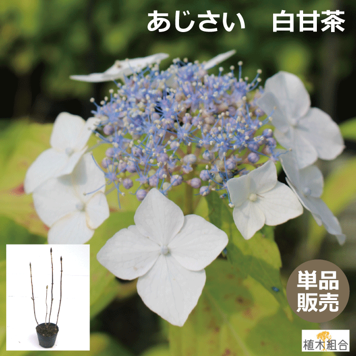 アジサイ（紫陽花　白甘茶）シロアマチャ　苗木　高さ約 40cm　15cmポット入　植栽用苗　人気の　植木　庭木　ガーデンプランツ　あまちゃ　 植木組合より産地直送　咲き始め～咲き終わり、土壌によって写真と色が若干違う場合があります