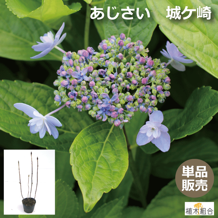 アジサイ（紫陽花）城ケ崎　苗木　高さ約 40cm　15cmポット入　植栽用苗　人気の　植木　庭木　ガーデンプランツ　ジ…