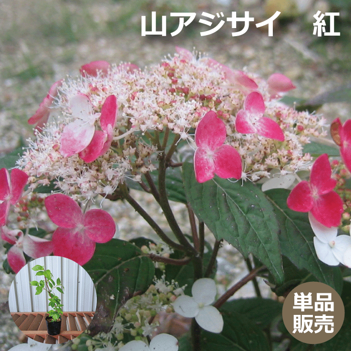 山アジサイ　紅（紫陽花 クレナイ）　苗木　高さ約20cm　9cmポット入　苗木　人気の　植木　庭木　ガーデンプランツ　くれない　やまあじさい　ヤマアジサイ 植木組合より産地直送　咲き始め～咲き終わり、土壌によって写真と色が若干違う場合がありますのサムネイル