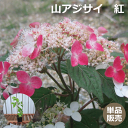 山アジサイ　紅（紫陽花 クレナイ）　苗木　高さ約20cm　9cmポット入　苗木　人気の　植木　庭木　ガーデンプランツ　くれない　やまあじさい　ヤマアジサイ 植木組合より産地直送　咲き始め～咲き終わり、土壌によって写真と色が若干違う場合があります