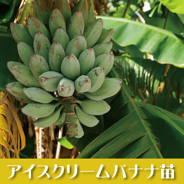アイスクリームバナナ　苗　（耐寒性バナナ）高さ約25cm　生分解ポット入り苗　 レア　熱帯果樹　果樹苗　ばなな　 植木組合より産地直送　植木生産組合直営　【数量限定】のサムネイル