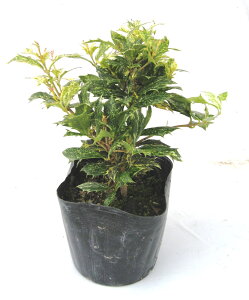 五色ヒイラギ 高さ約20cm 15cm(5号)ポット入り 斑入り柊 【洋風でも縁起木を植えよう!】柊 鬼門 常緑 人気の 植木 庭木 ガーデニング 植木組合より産地直送 植木生産組合直営