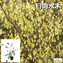日向水木 ヒュウガミズキ 高さ約30cm 15cm(5号)ポット入り 落葉低木 人気の 植木 庭木 ガーデニング 植木組合より産地直 植木生産組合直営