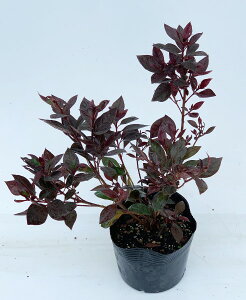 ロドデンドロン カッパーエバー(赤葉ツツジ) 高さ約25cm 15cmポット入り 低木 常緑 おしゃれな庭に 人気の 植木 庭木 ガーデンプランツ ガーデニング 植木組合より産地直送 植木生産組合直営