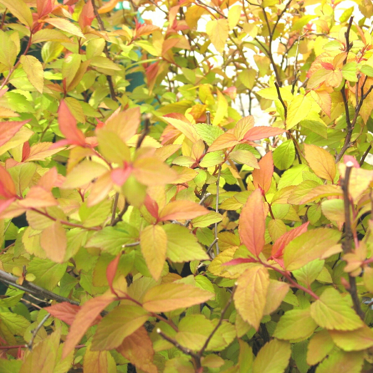 楽天市場】目隠し 庭 おしゃれ(種類(植物)ツツジ)(花 楽天市場】目隠し 庭 おしゃれ(種類(植物)ツツジ)(花