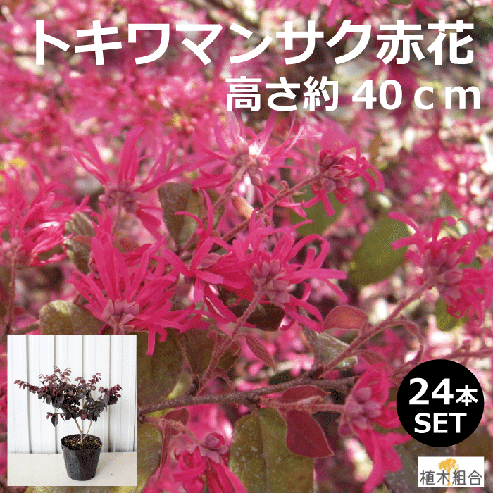 【24本セット】トキワマンサク　高さ約40m　15cmポット入り　赤葉赤花　常盤万作　常緑樹　おしゃれな庭に　人気の　…