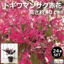 トキワマンサク　高さ約40m　15cmポット入り　赤葉赤花　常盤万作　常緑樹　おしゃれな庭に　人気の　植木　庭木　ガーデニング 植木組合より産地直送　植木生産組合直営