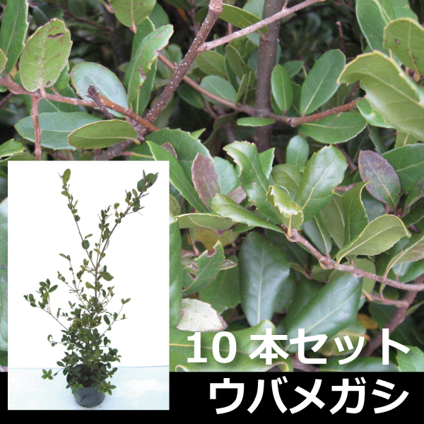 【10本セット】ウバメガシ（姥目樫）　高さ約80cm～1.0m　ポット入り　生垣　目隠し　植木　庭木　ガーデニング 植木組合より産地直送