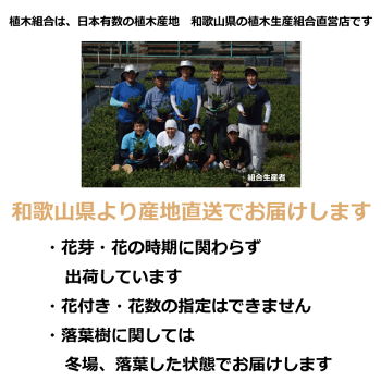 きちんと学びたいデザイナーのためのヒイラギ 苗入門 きちんと学びたいデザイナーのためのヒイラギ 苗入門