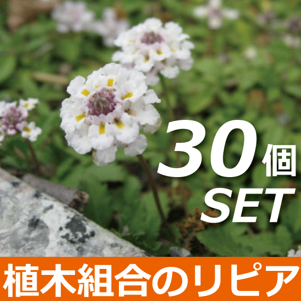 【30個セット】リピア ヒメイワダレソウ 産地直送苗【雑草を抑える★芝よりカンタン♪】踏んでも大丈夫★ おしゃれな庭に 人気の ガーデンプランツ 姫岩垂草 りぴあ 苗 ガーデニング 植木組合より産地直送 植木生産組合直営