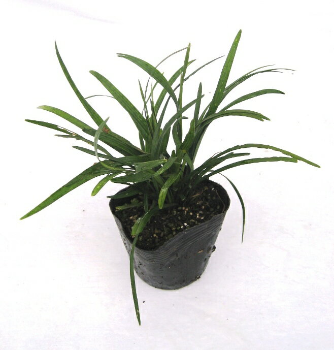 ヤブラン　緑葉　苗　10.5cm（3.5号）ポット入り　おしゃれな庭に　人気の　ガーデンプランツ　苗　ガーデニング 植木組合より産地直送