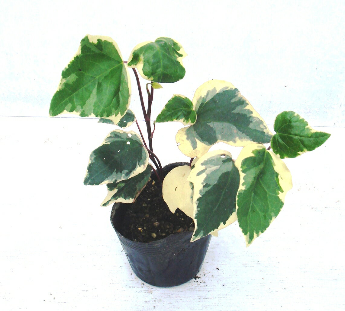 ヘデラ　カナリエンシス　【斑入り葉】　苗　10.5cm（3.5号）ポット入り　おしゃれな庭に　人気の　ガーデンプランツ　苗　ガーデニング 植木組合より産地直送　葉の数、大きさは時期によって変わります