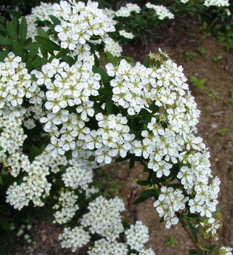 コデマリ　高さ約40cm　一重咲き　落葉低木　添え木　花壇　玄関前　ナチュラル　おしゃれな庭に　人気の　植木　庭木　ガーデニング 植木組合より産地直送　植木生産組合直営