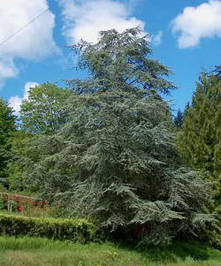 ロビンの森 アロマオイル シダーウッド アトラス 15ml　プロ用　アロマオイル　精油　エッセンシャルオイル　しだーうっど　業務用　プロ品質　高品質 アロマ