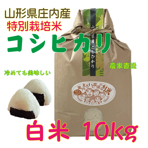 【送料無料（沖縄を除く）】令和5年度特別栽培米山形県庄内産コシヒカリ　白米10kg 鶴岡　一等米　精米　贈答