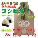 精米無料【送料無料（沖縄を除く）】令和5年度特別栽培米山形県庄内産コシヒカリ　玄米10kg（白米9kg) 一等米　鶴岡　贈答　お中元　お歳暮 1