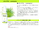 天然アロマが香る除菌抗菌 アロマスプレーマスクスプレー 60ml 1本 ウイルス 細菌 カビ 高濃度PHMB500ppmで99.9％の除菌抗菌 アルコール系不使用 天然アロマ精油配合 ゆず ユーカリ ラベンダーもぜひ KINTOL スプレー マスク 日本原料 日本製 MADE IN JAPAN