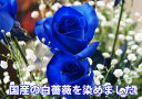 父の日 青いバラ ブルーローズ お中元 花束 BOXフラワー 1本 2本 ブーケ 青い薔薇 バラ 花言葉 プレゼント 薔薇の花 薔薇花束 薔薇の花束 誕生日 喜...